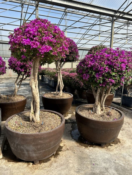 Bougainvillea 220-250cm
