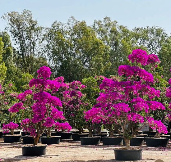 Bougainvillea 400cm