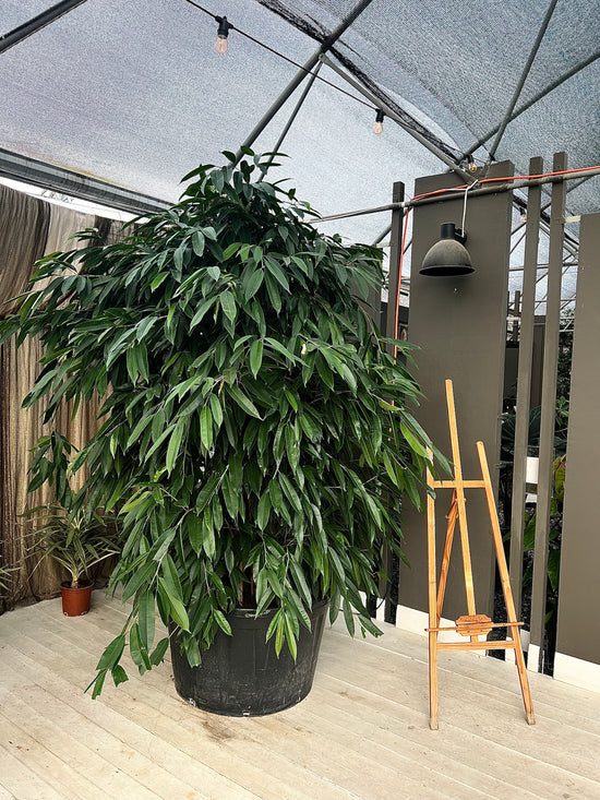 Ficus Amstel 340cm