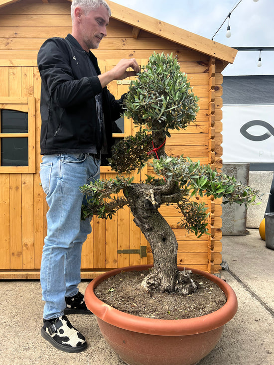 Bonsai Maslin Olea S / Specimen de colectie