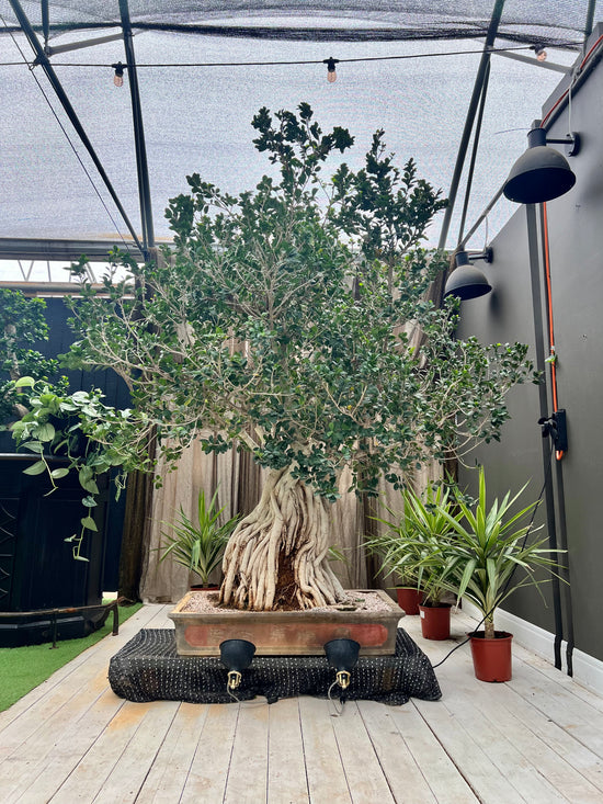 Ficus Special Shape 300cm