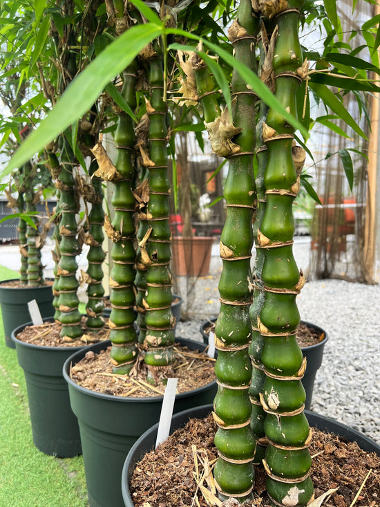 Bambusa ventricosa (140-160cm)