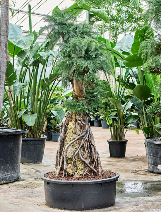 Araucaria Bidwillii  175-200 cm Bonsai