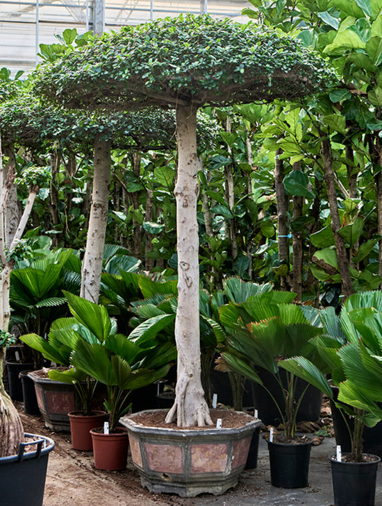 Ficus Microcarpa Compacta 225cm