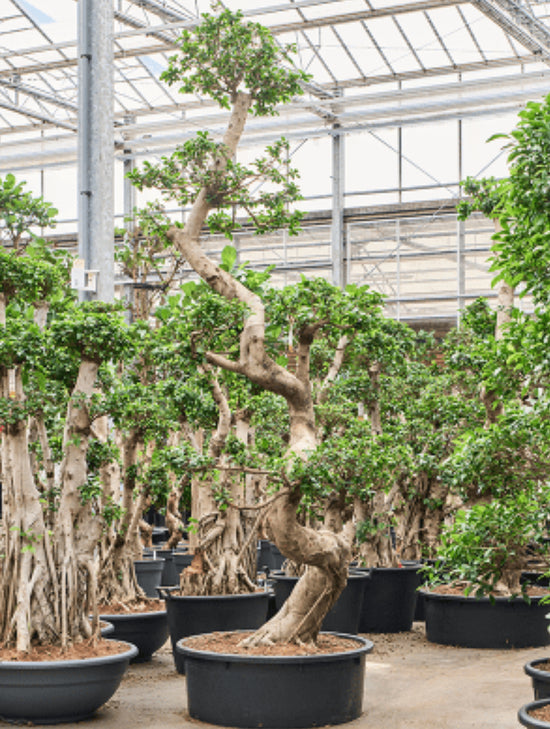 Ficus microcarpa Compacta 300cm