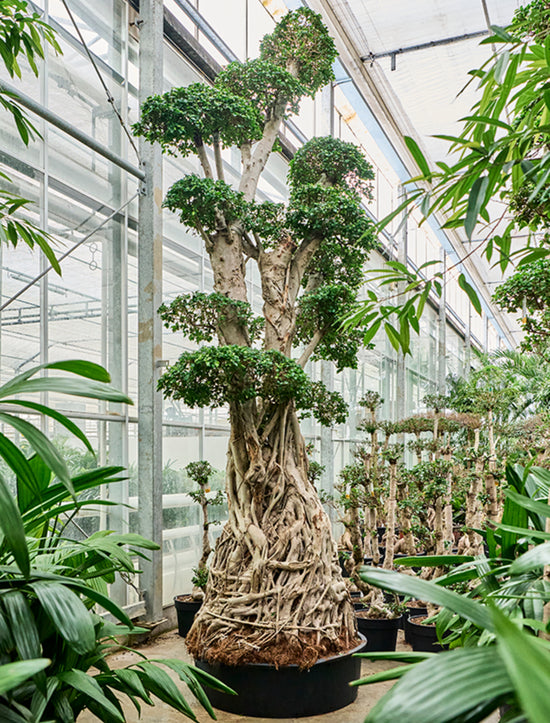 Ficus microcarpa Compacta 340cm