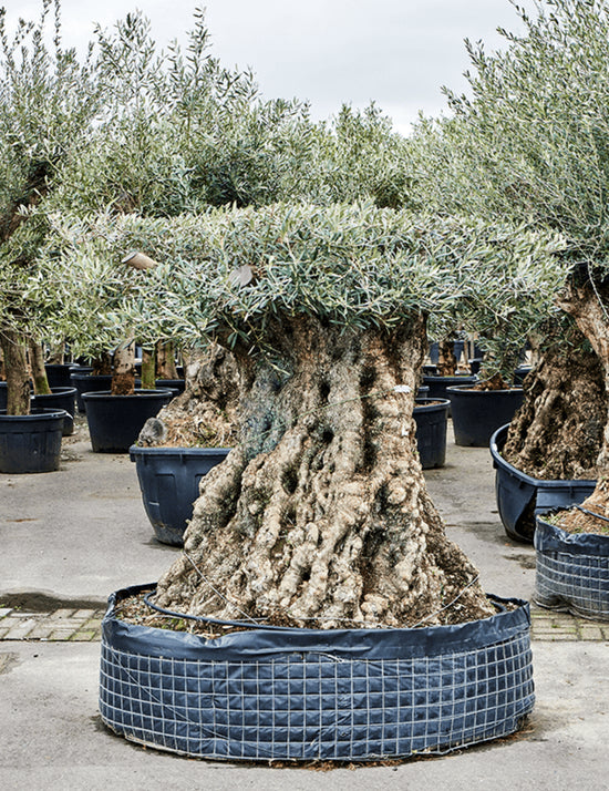 Bonsai Maslin Olea 175cm
