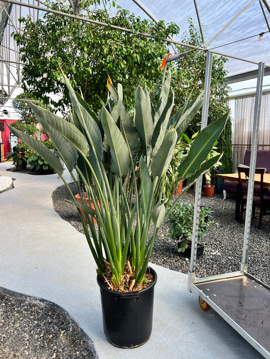 Strelitzia Reginae TopQ Olanda / Pasarea Paradisului