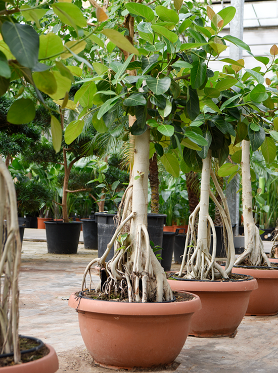 Ficus Benghalensis (200-240cm)