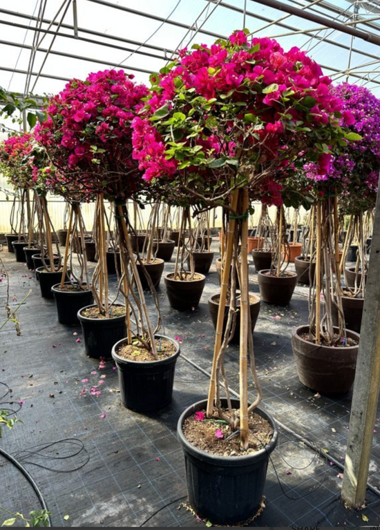 BOUGAINVILLEA CALIFORNIANA IN VARIET 170-200cm