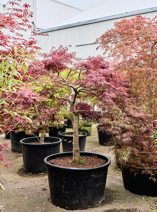 Acer Palmatum diss. &