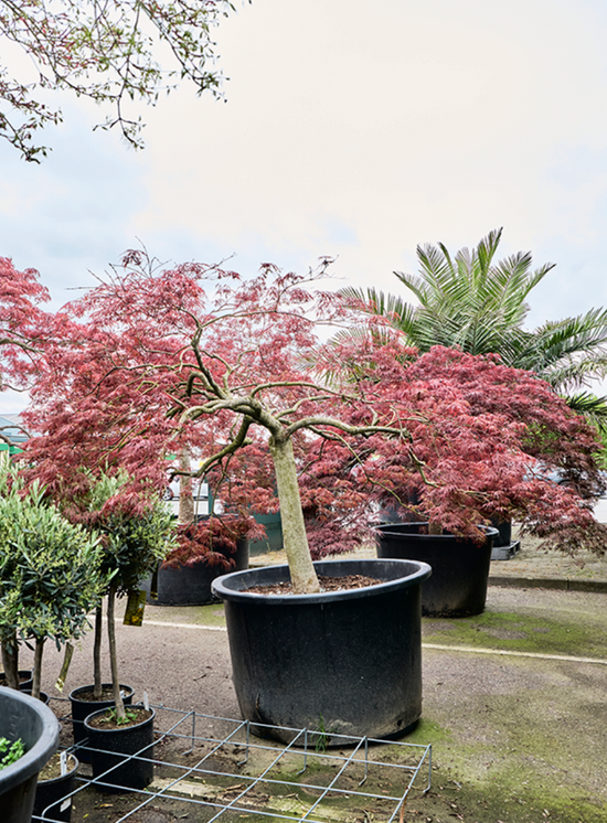 Acer Palmatum diss. &