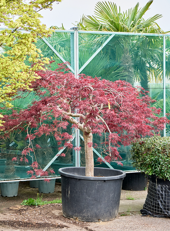 Acer Palmatum diss. Inaba-shidare240cm