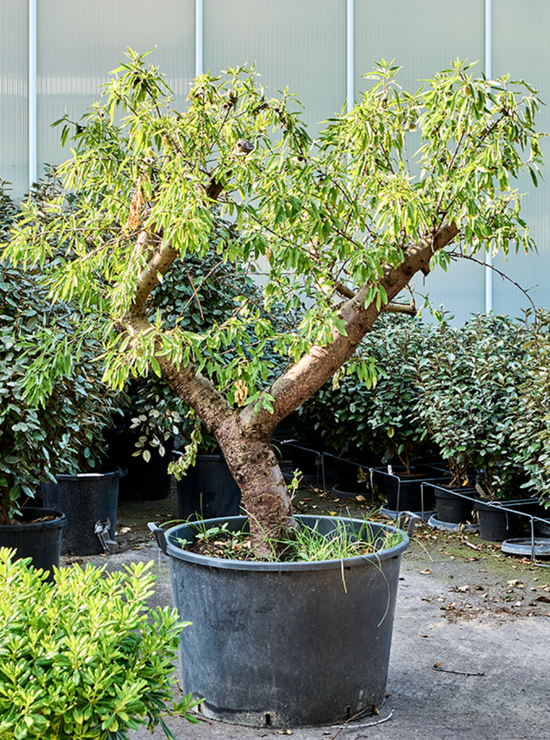 MIGDAL Prunus Dulcis 200cm