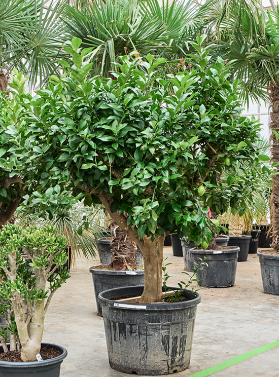Citrus Lemon 220-260cm