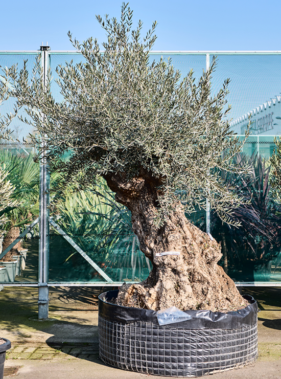 Olea Europaea Bonsai 290cm