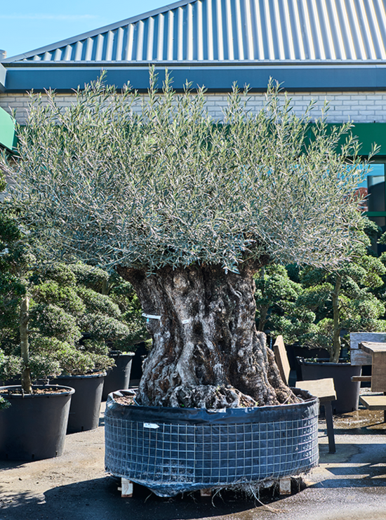 Olea Europaea Bonsai 260cm