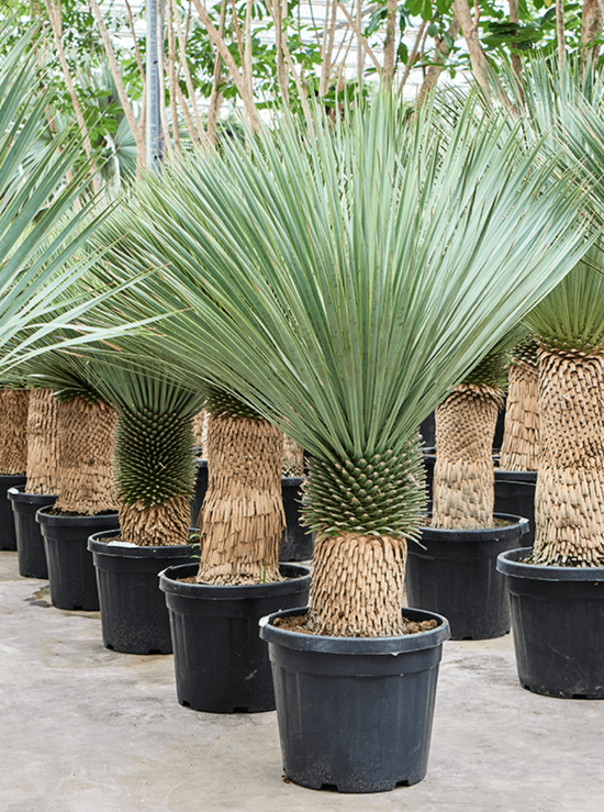 Yucca rostrata (150-180cm)