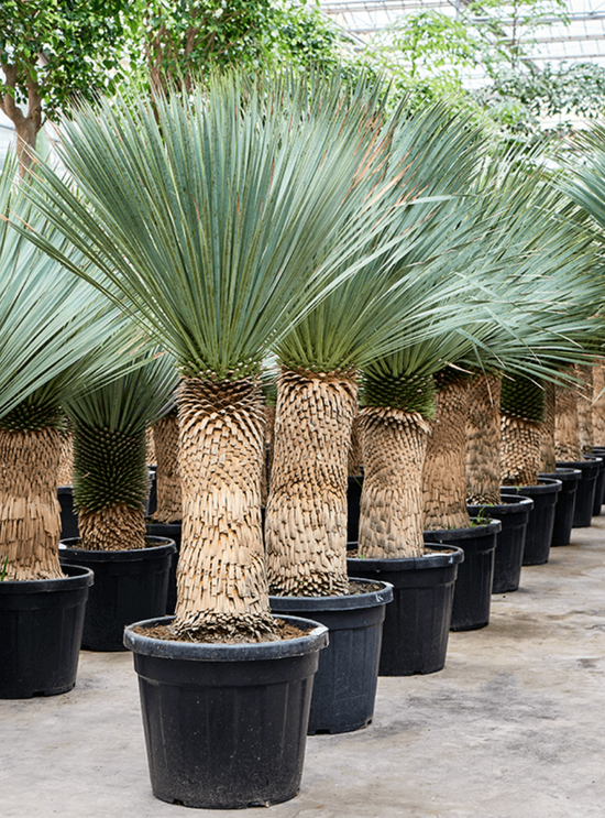 Yucca rostrata (170-200cm)