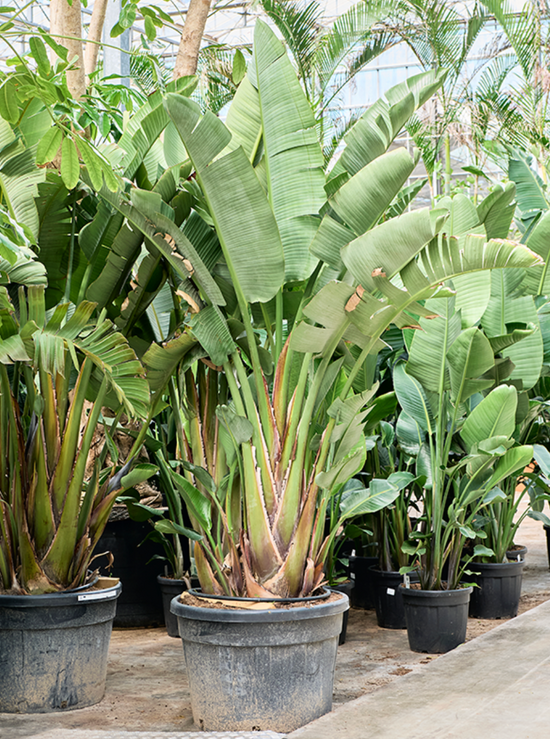 Strelitzia nicolai (250-350cm)
