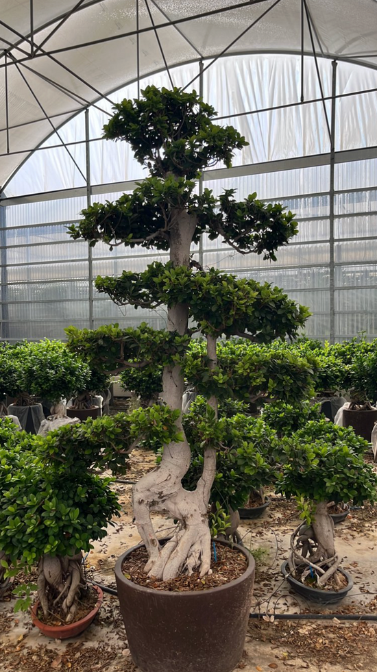 FICUS S. MICROCARPA 220cm
