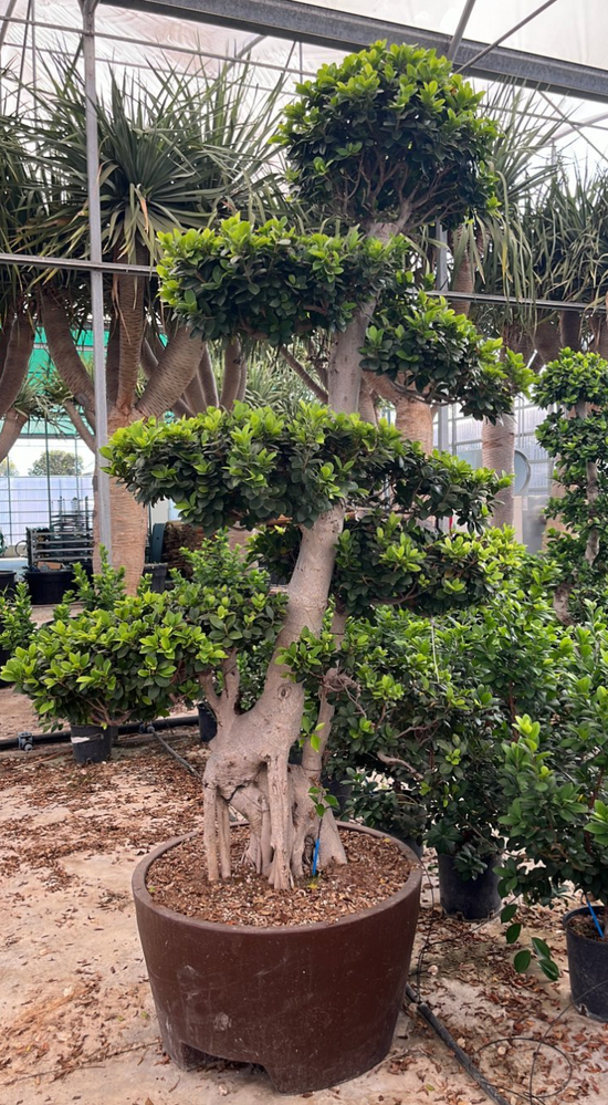 FICUS S. MICROCARPA 225cm