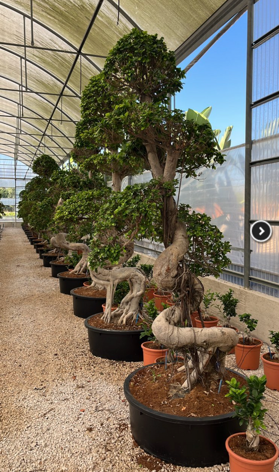 FICUS S. MICROCARPA 250cm