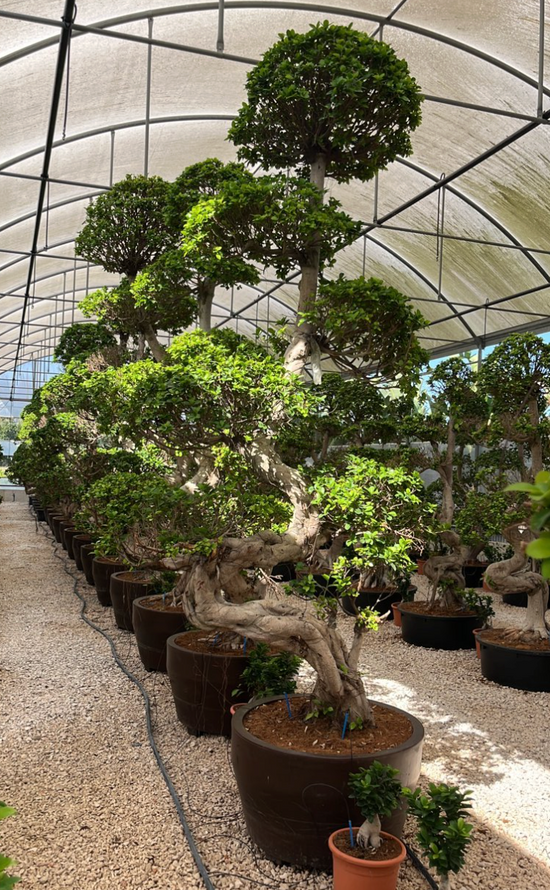 FICUS S. MICROCARPA 300cm