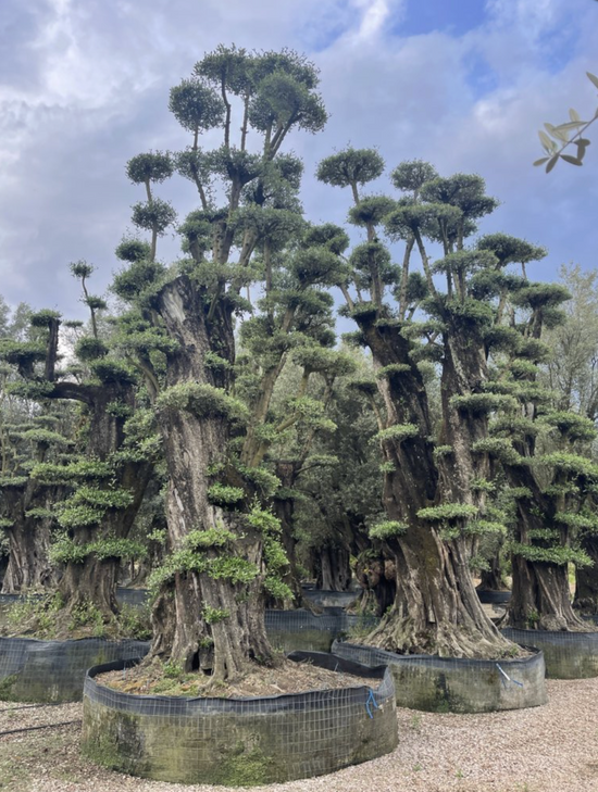 OLEA EUROPEA 700-800cm