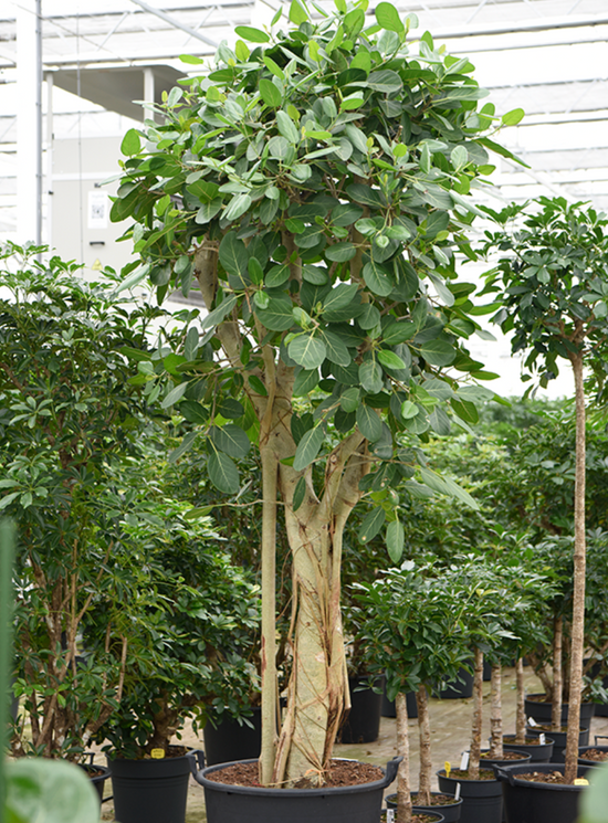 Ficus Benghalensis 275cm