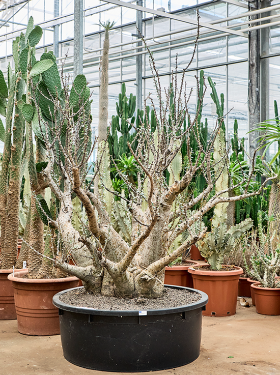 Sesamothamnus Lugardii 215cm