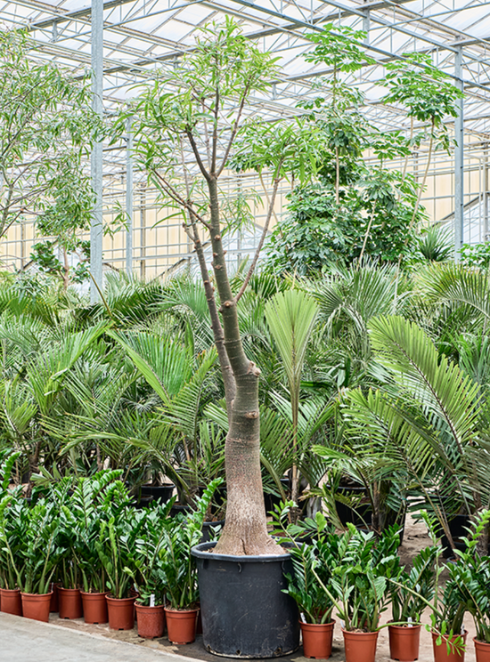 Brachychiton rupestris 325 cm